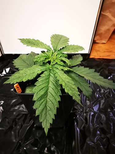 Growreport Bild 11