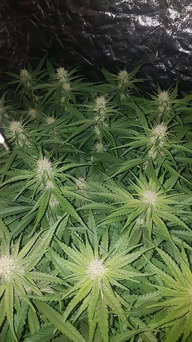 Growreport Bild 10