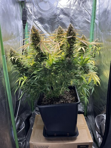 Growreport Bild 3