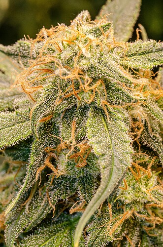 Growreport Bild 4