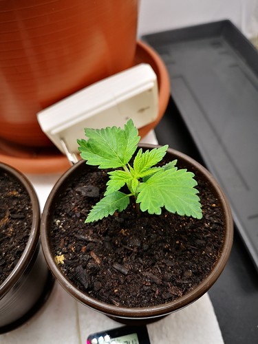 Growreport Bild 5