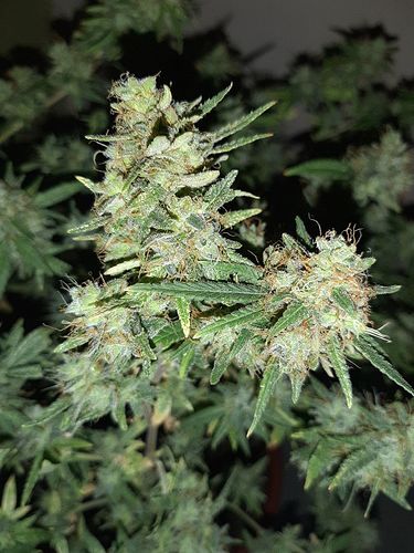 Growreport Bild 6