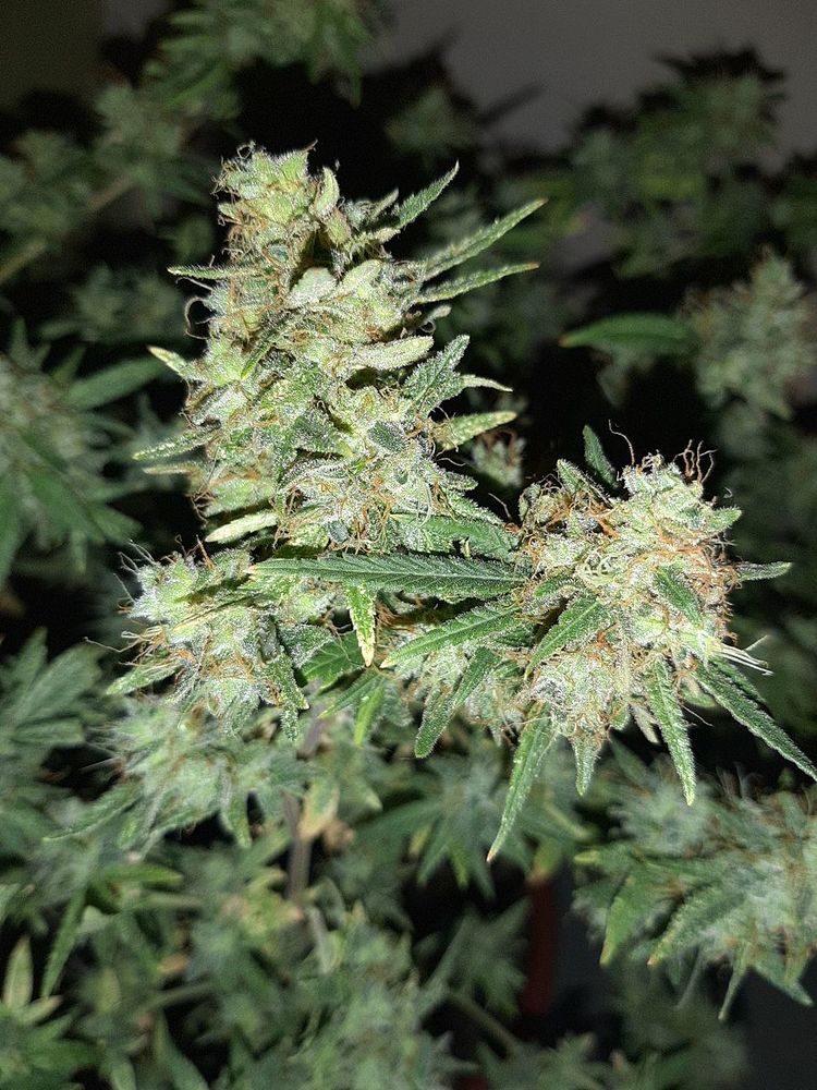 Girl Scout Cookies - Anesia Seeds