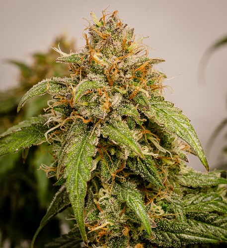 Growreport Bild 8