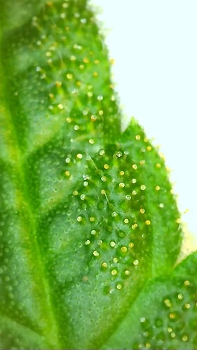 Growreport Bild 12