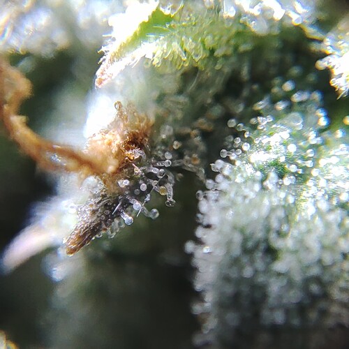 Growreport Bild 52