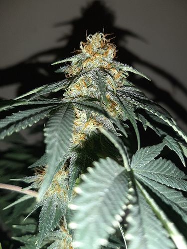 Growreport Bild 3
