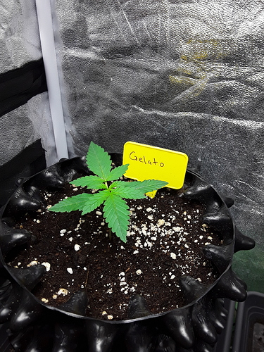 Growreport Bild 11