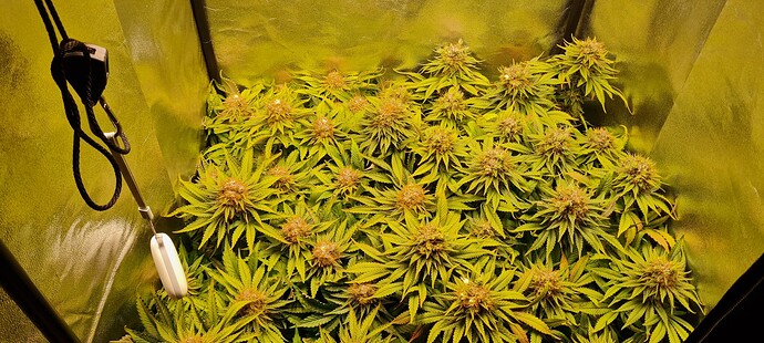 Growreport Bild 2