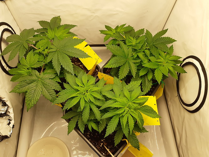 Growreport Bild 11