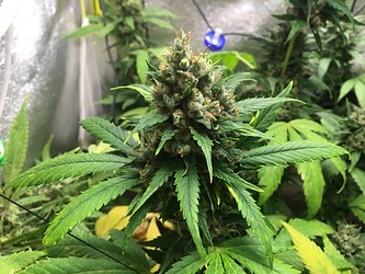 Growreport Bild 2