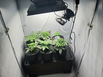 Growreport Bild 2