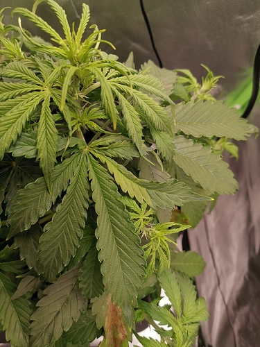 Growreport Bild 6