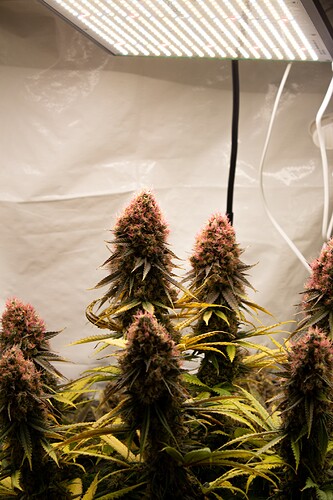 Growreport Bild 9