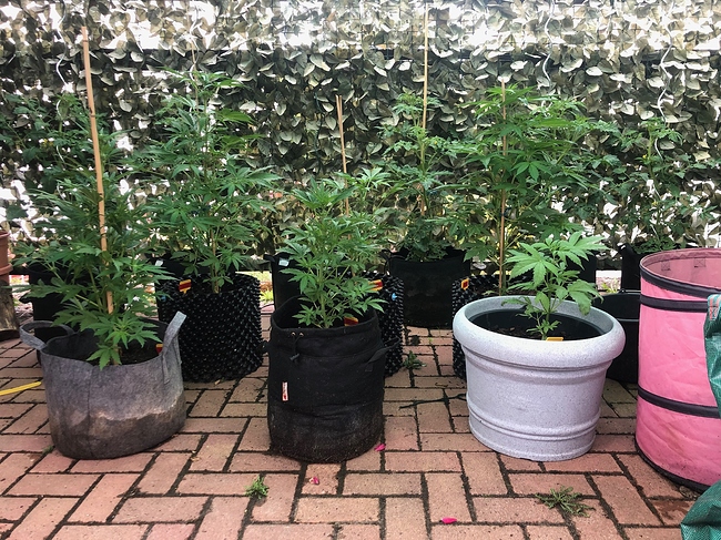 Growreport Bild 2