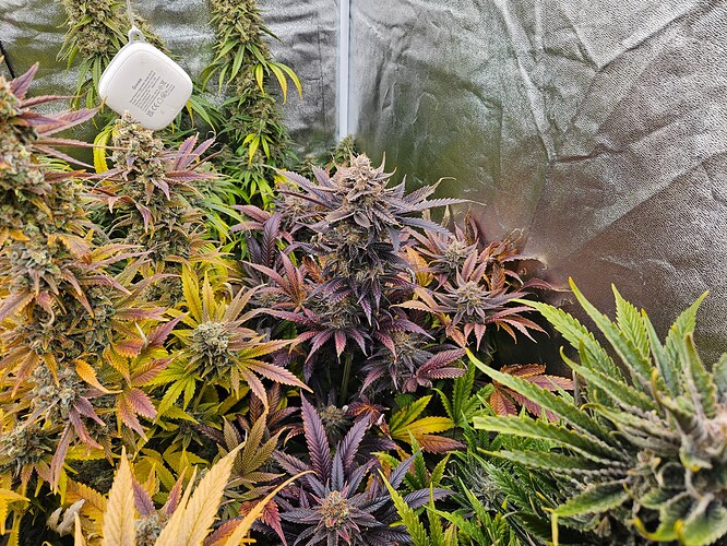 Growreport Bild 34