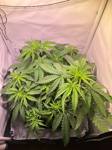 Growreport Bild 6