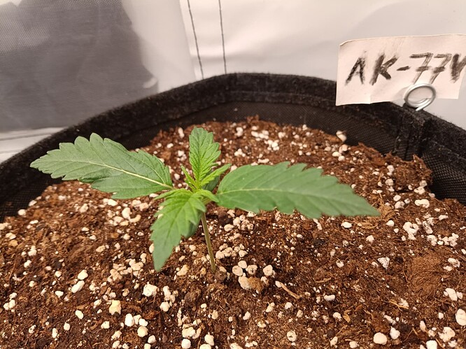 Growreport Bild 7