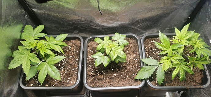 Growreport Bild 13