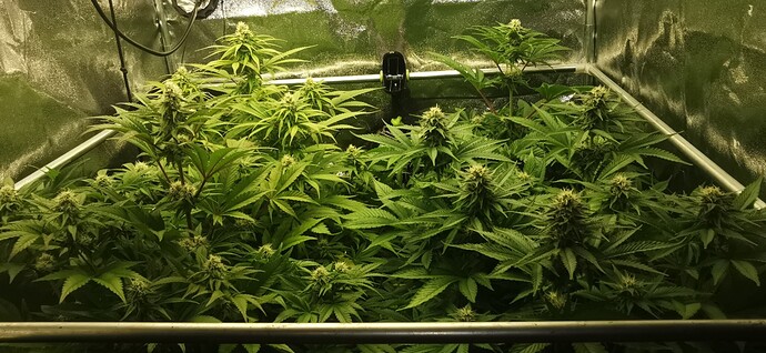 Growreport Bild 16