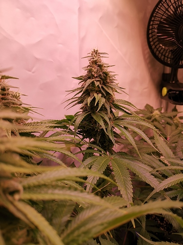 Growreport Bild 9