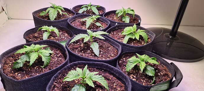 Growreport Bild 7