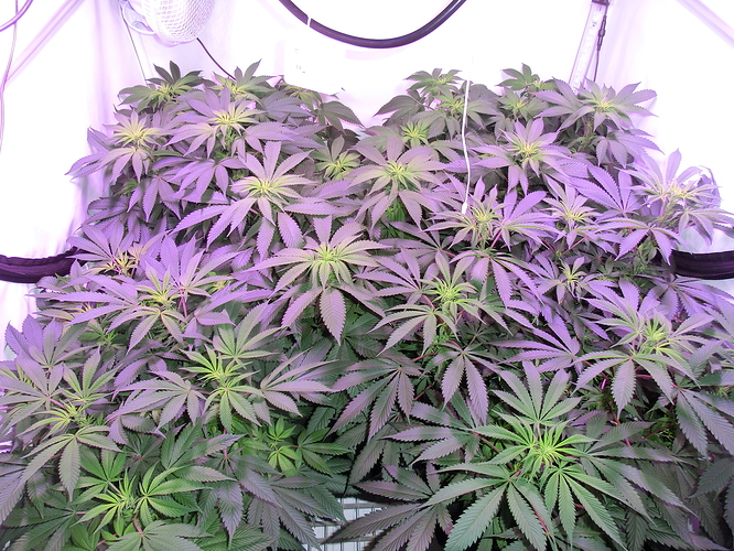 Growreport Bild 1