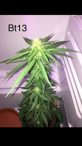 Growreport Bild 10