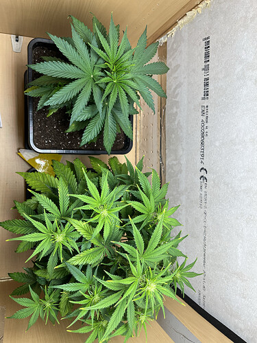 Growreport Bild 4