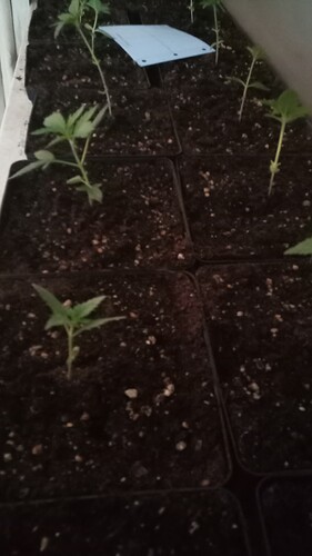 Growreport Bild 56