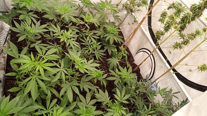 Growreport Bild 6