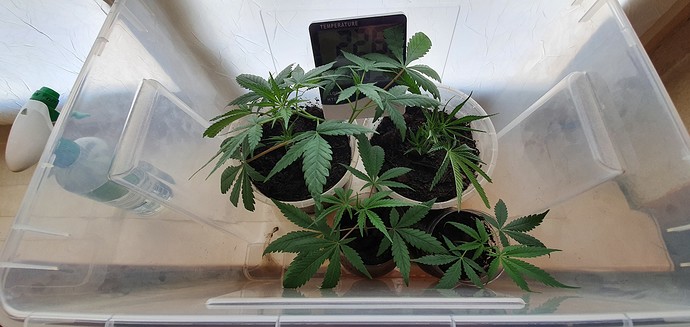 Growreport Bild 7
