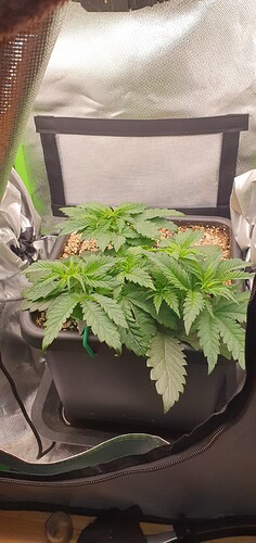 Growreport Bild 3