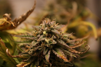 Growreport Bild 20