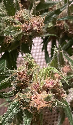 Growreport Bild 22