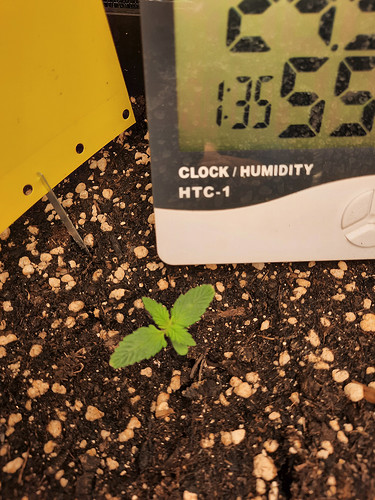 Growreport Bild 4