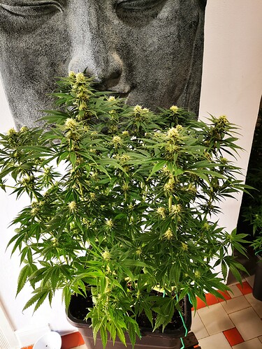 Growreport Bild 6