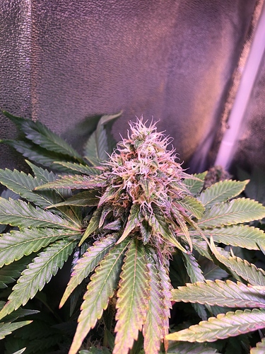 Growreport Bild 43