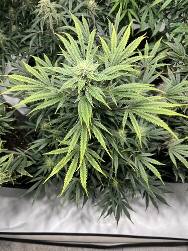 Growreport Bild 10