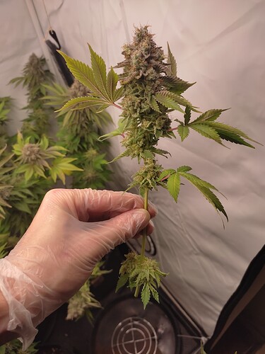 Growreport Bild 3