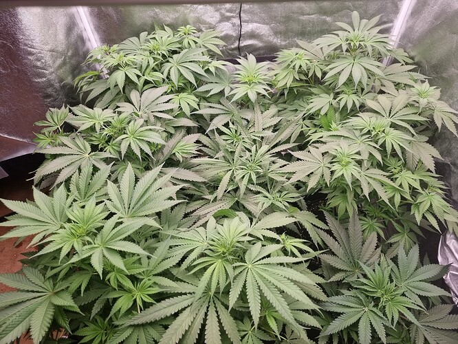 Growreport Bild 3