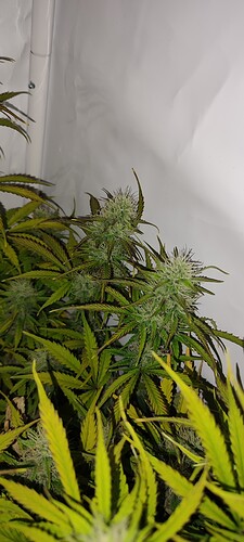 IMG_20221206_185928
