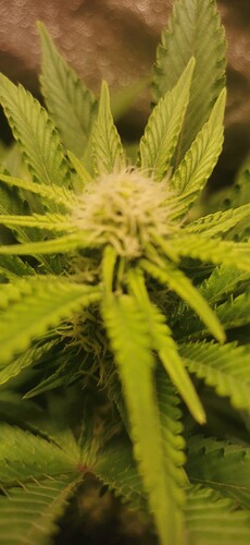Growreport Bild 50