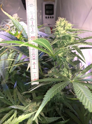 Growreport Bild 10