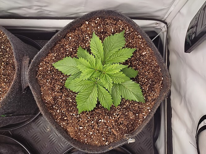 Growreport Bild 33