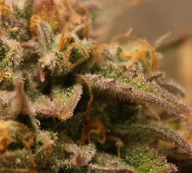 Growreport Bild 22