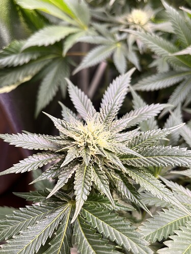 Growreport Bild 2