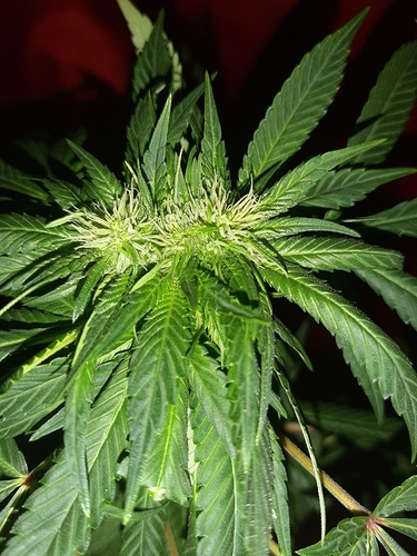 Growreport Bild 2