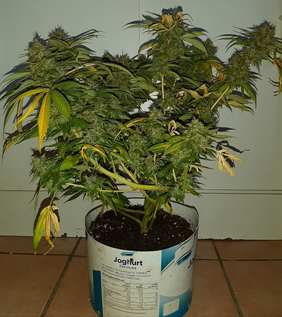 Growreport Bild 16