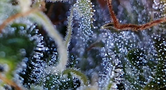 Growreport Bild 6